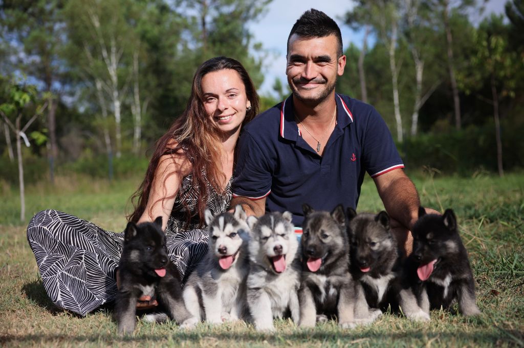 chiot Siberian Husky Alcateia Das Neves