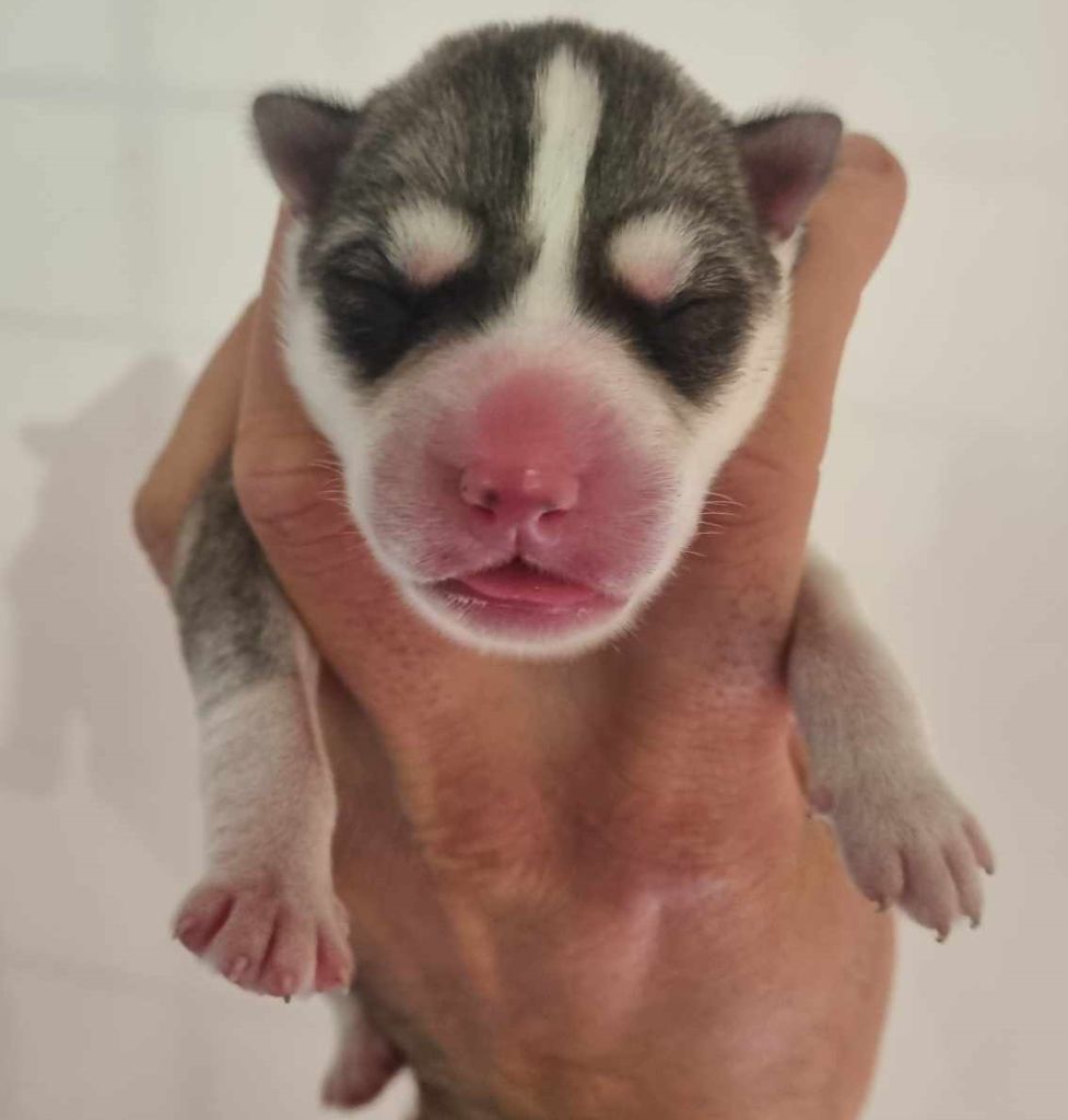 Alcateia Das Neves - Chiot disponible  - Siberian Husky