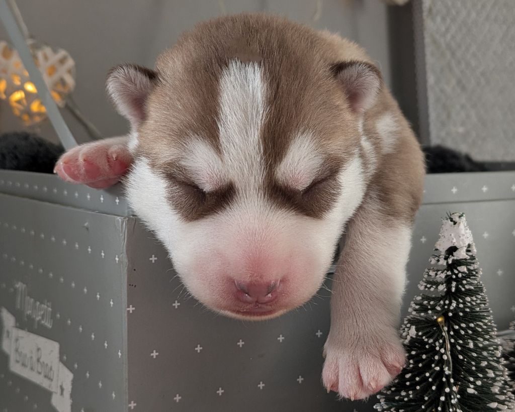 Alcateia Das Neves - Chiot disponible  - Siberian Husky