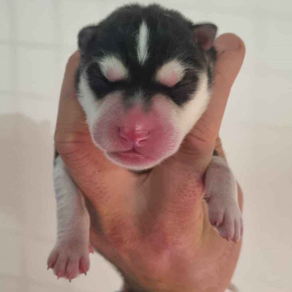 Alcateia Das Neves - Chiot disponible  - Siberian Husky