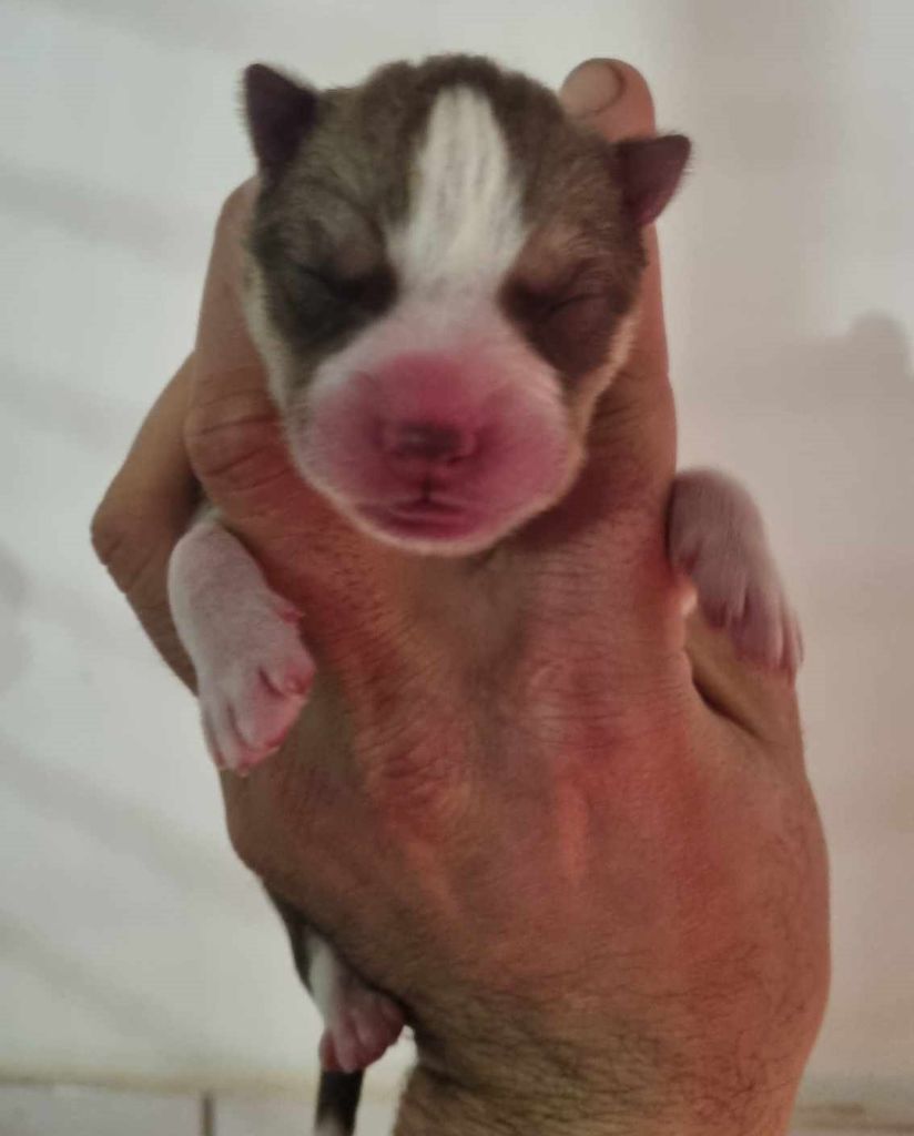 Alcateia Das Neves - Chiot disponible  - Siberian Husky