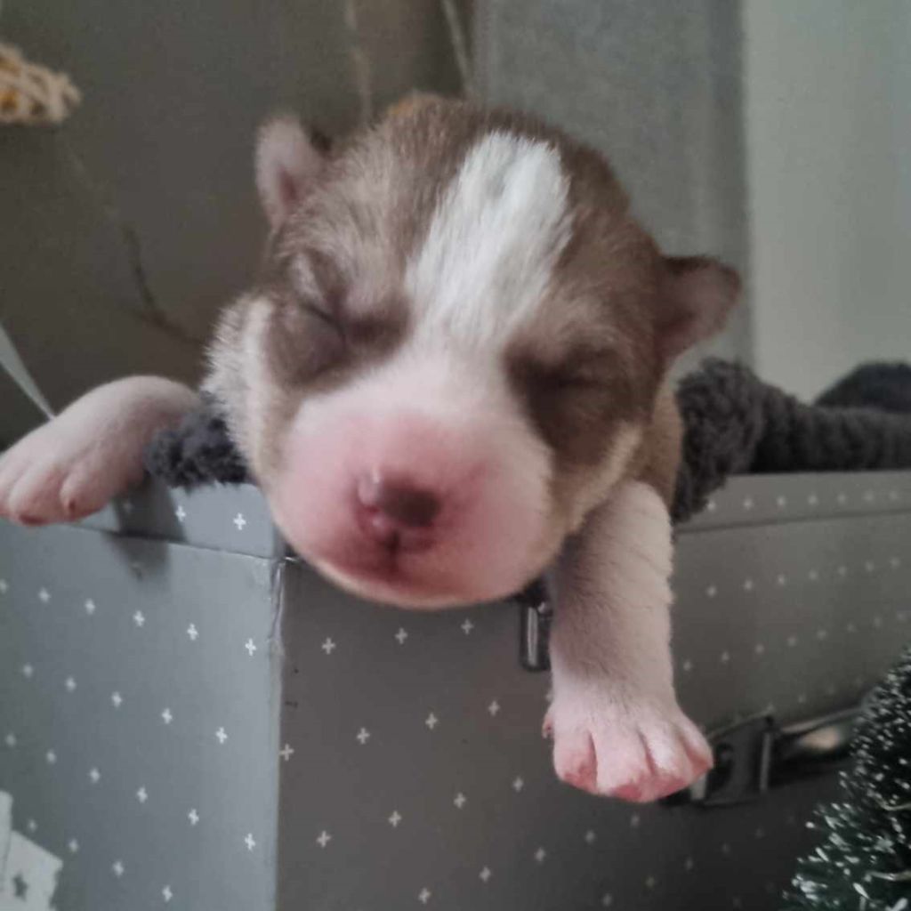 Alcateia Das Neves - Chiot disponible  - Siberian Husky