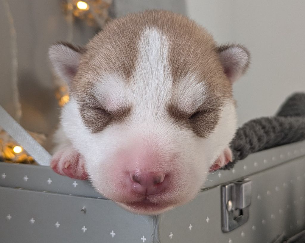 Alcateia Das Neves - Chiot disponible  - Siberian Husky