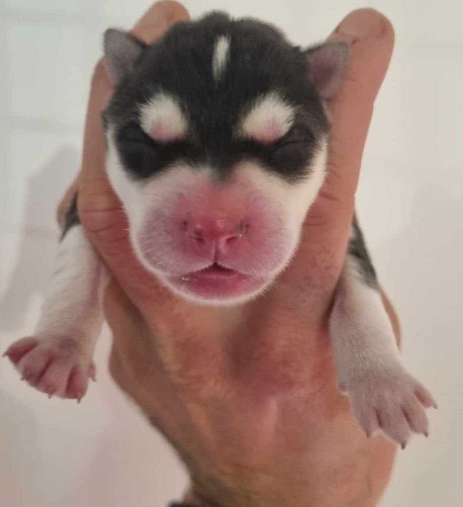 Alcateia Das Neves - Chiot disponible  - Siberian Husky