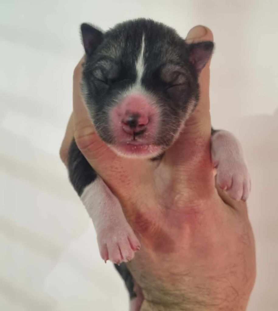 Alcateia Das Neves - Chiot disponible  - Siberian Husky