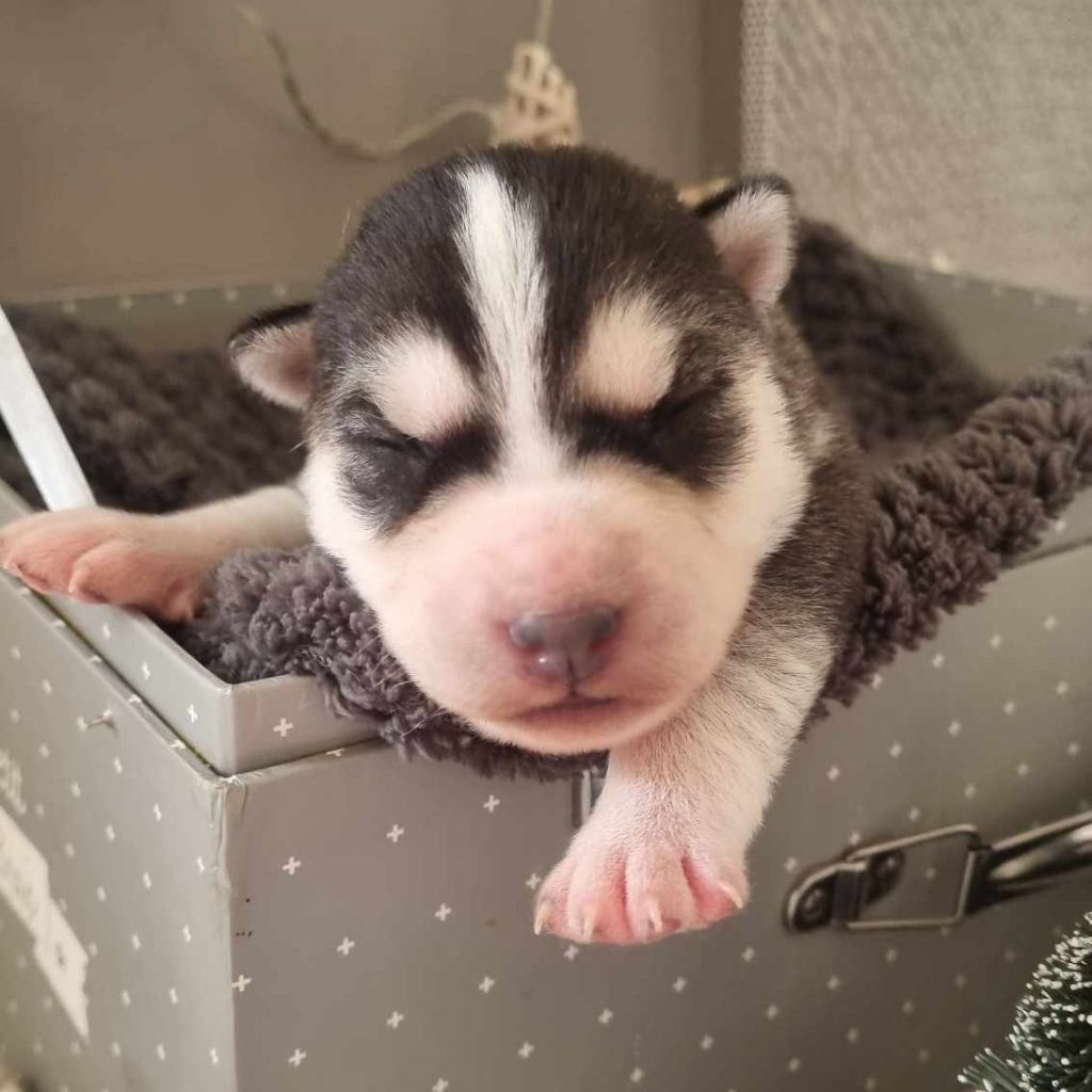 Alcateia Das Neves - Chiot disponible  - Siberian Husky