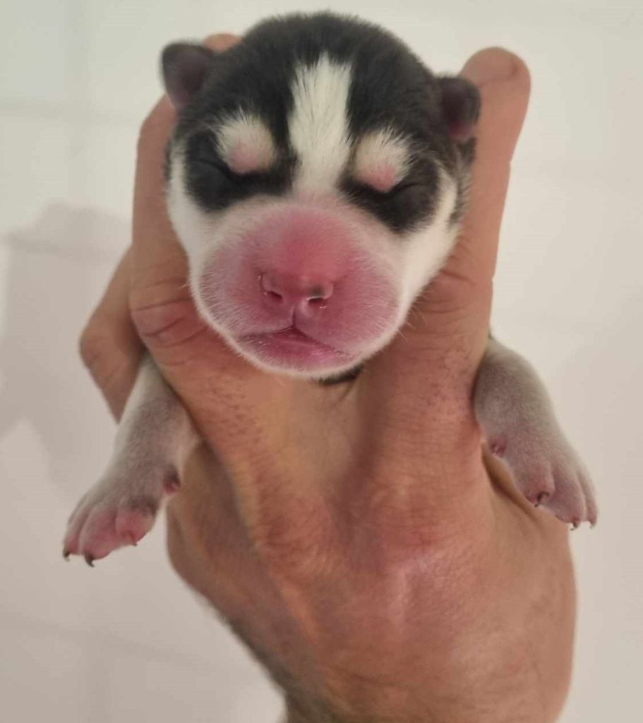 Alcateia Das Neves - Chiot disponible  - Siberian Husky