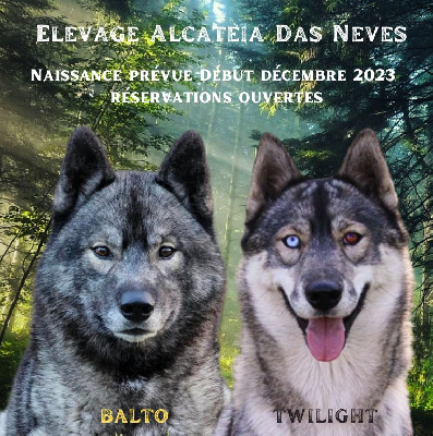Alcateia Das Neves - Siberian Husky - Portée née le 03/12/2023