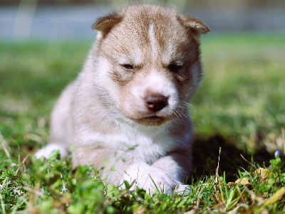 Alcateia Das Neves - Siberian Husky - Portée née le 29/01/2025