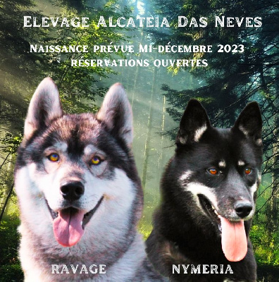 Alcateia Das Neves - Siberian Husky - Portée née le 19/12/2023