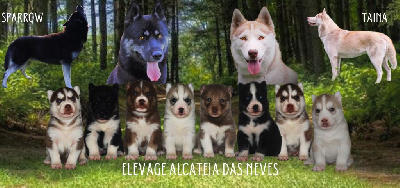 Alcateia Das Neves - Siberian Husky - Portée née le 02/10/2023