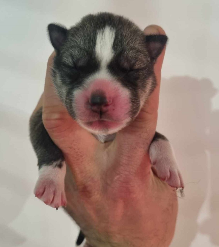 Alcateia Das Neves - Chiot disponible  - Siberian Husky