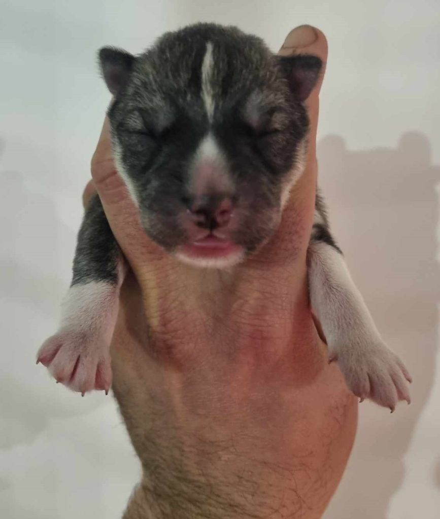 Alcateia Das Neves - Chiot disponible  - Siberian Husky