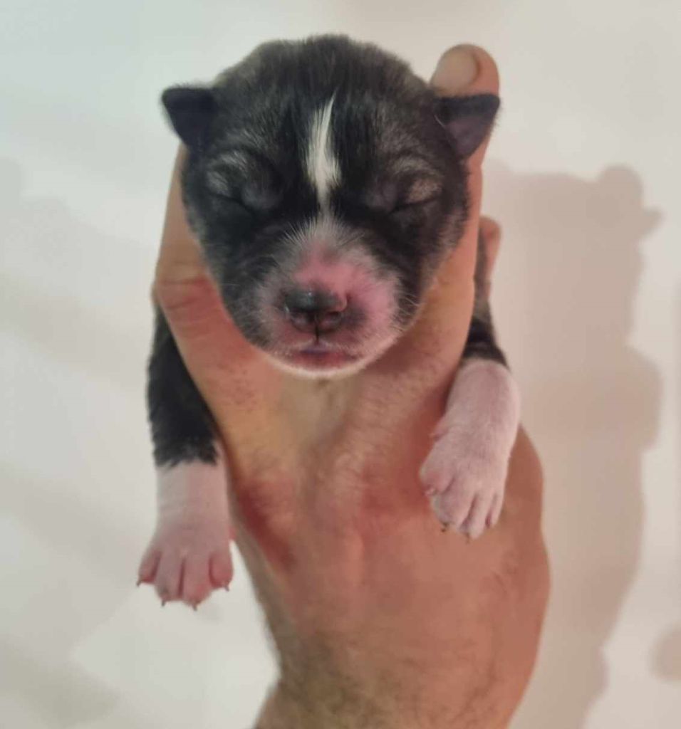 Alcateia Das Neves - Chiot disponible  - Siberian Husky