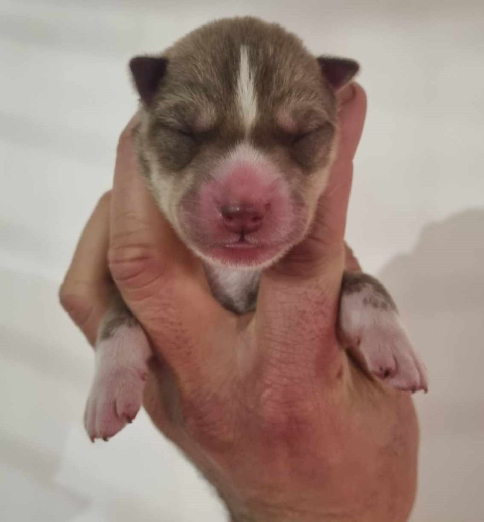 Alcateia Das Neves - Chiot disponible  - Siberian Husky