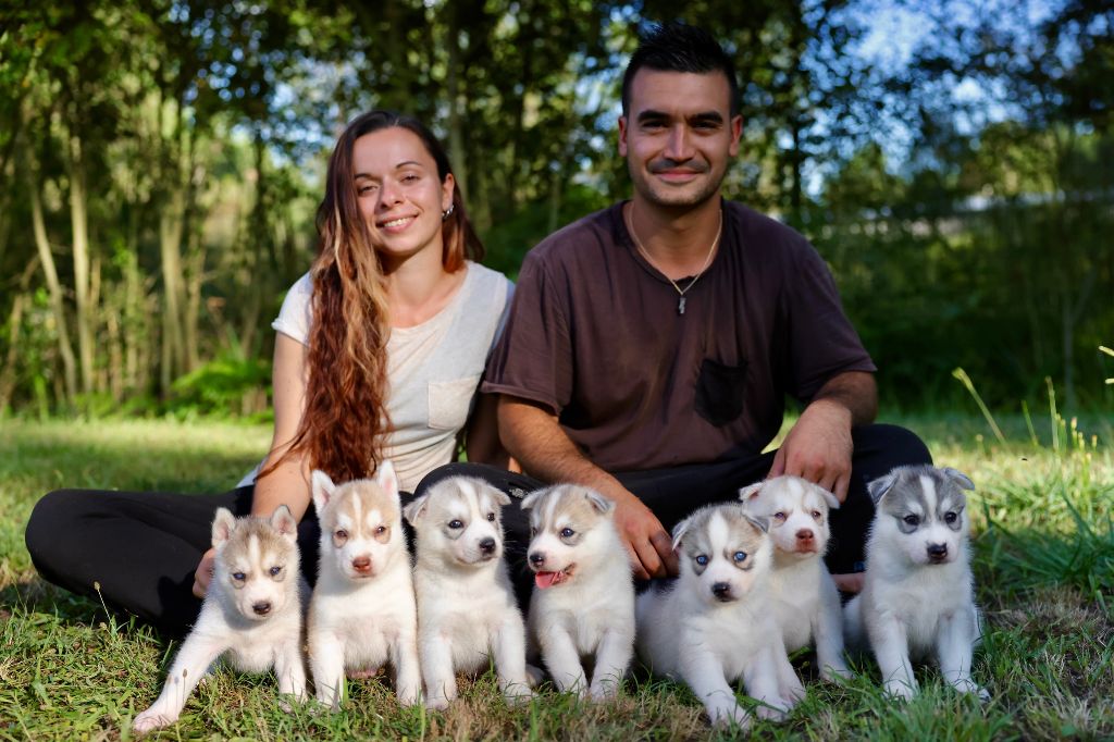 chiot Siberian Husky Alcateia Das Neves