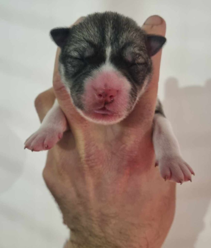 Alcateia Das Neves - Chiot disponible  - Siberian Husky