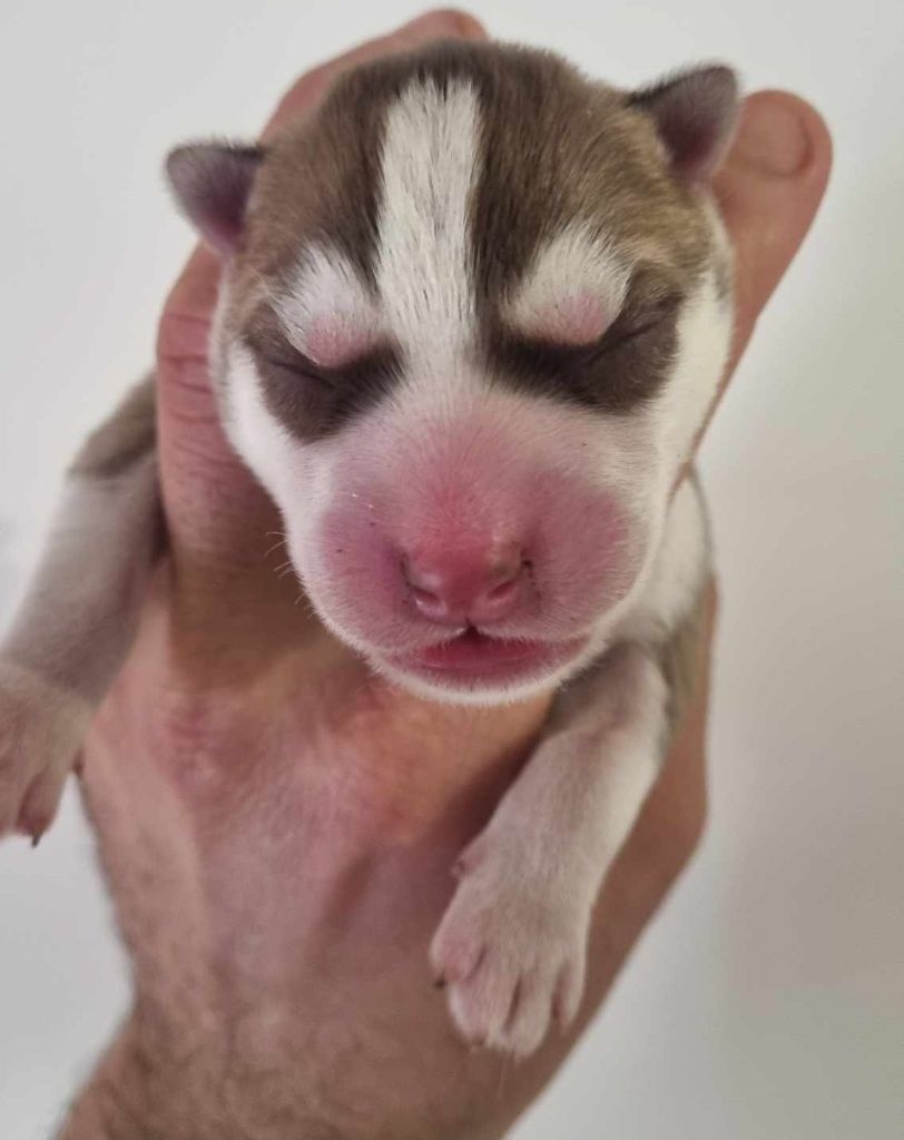 Alcateia Das Neves - Chiot disponible  - Siberian Husky