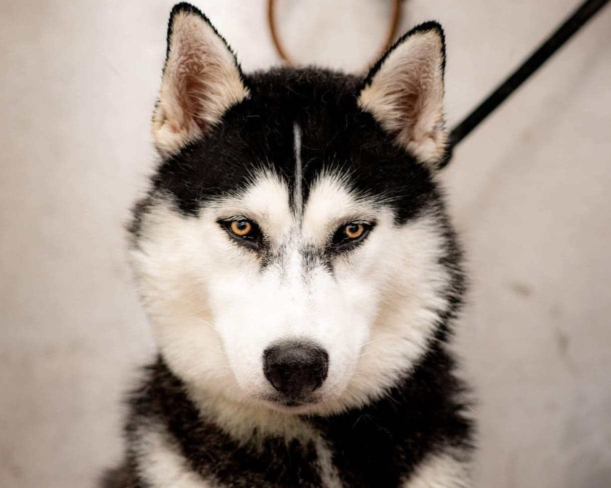 Alcateia Das Neves Paco