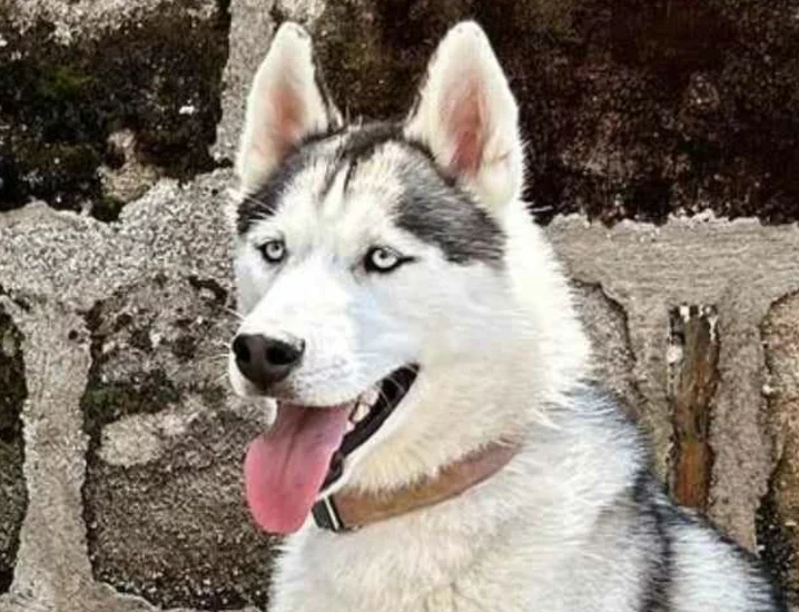 Alcateia Das Neves Ubby