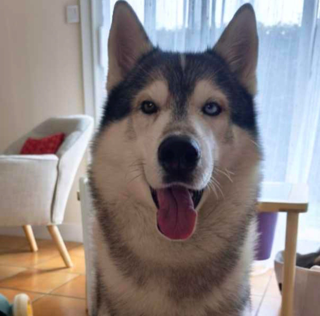 Alcateia Das Neves Torvin