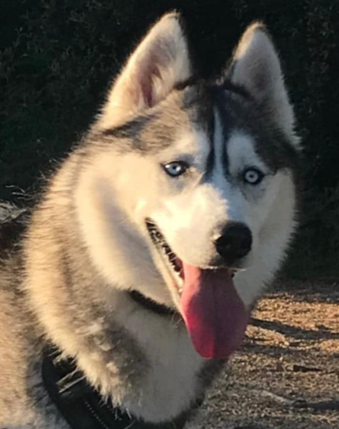 Alcateia Das Neves U'kichë