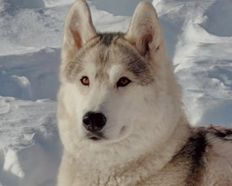 Alcateia Das Neves Tina