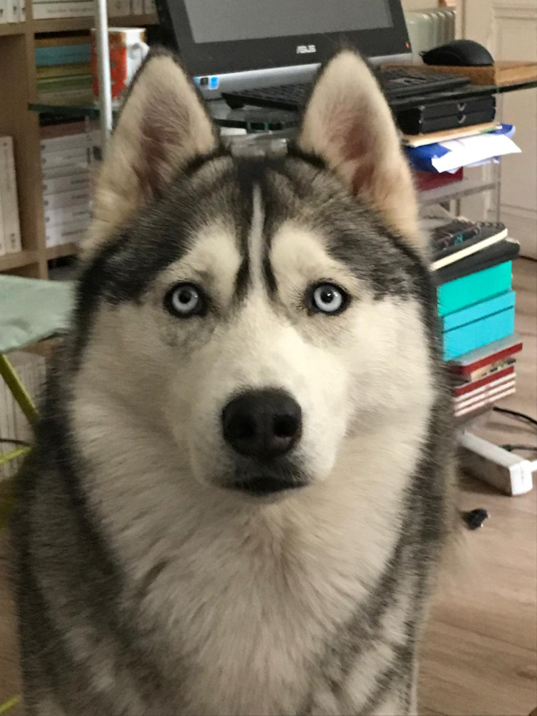 Alcateia Das Neves U'kichë