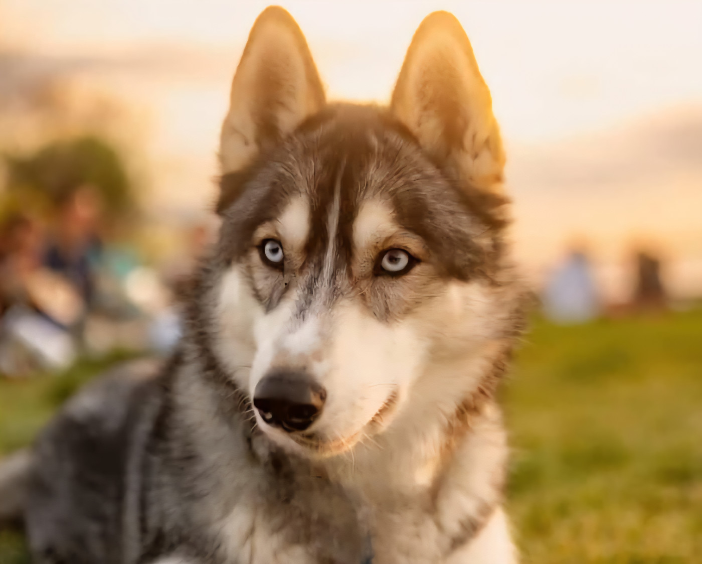 Alcateia Das Neves Ushiwa