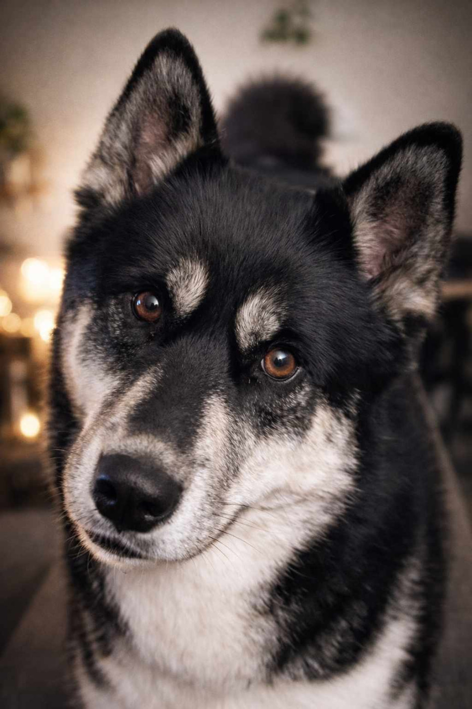 Alcateia Das Neves Uria