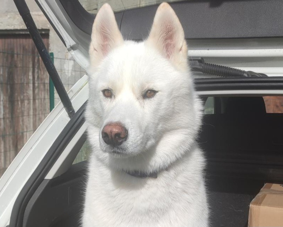 Alcateia Das Neves Talos