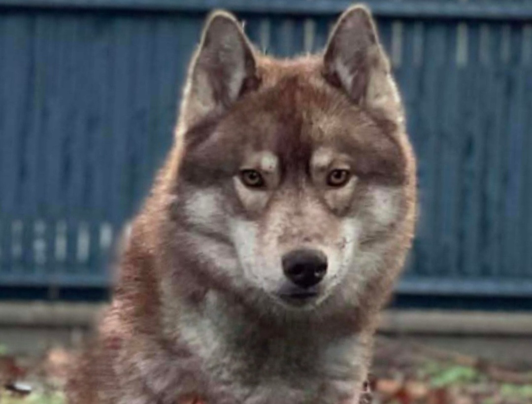 Alcateia Das Neves U'indalo