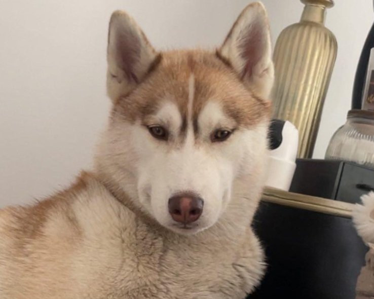 Alcateia Das Neves Ukya