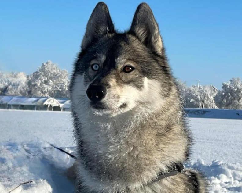 Alcateia Das Neves Uska