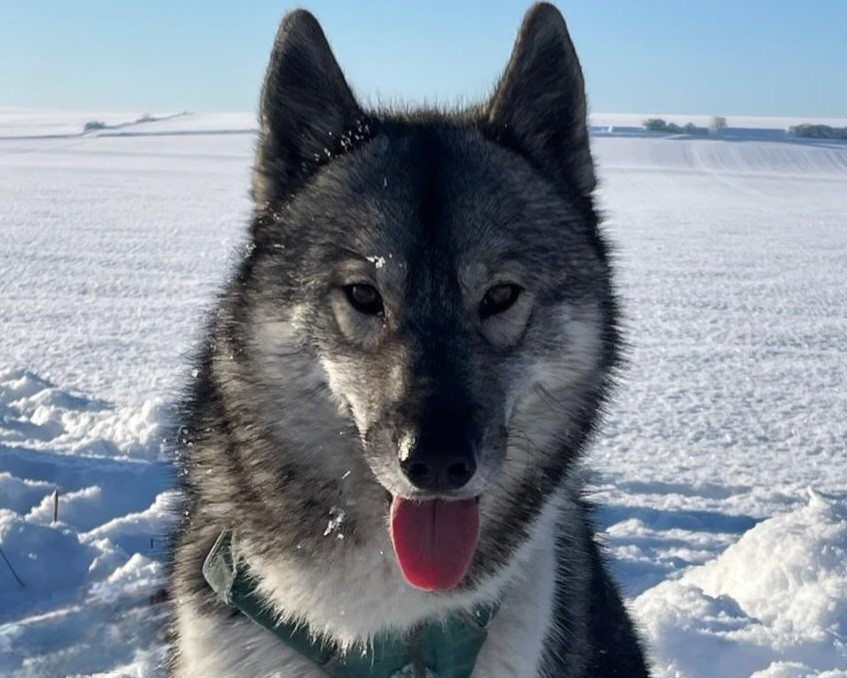 Alcateia Das Neves U'luna