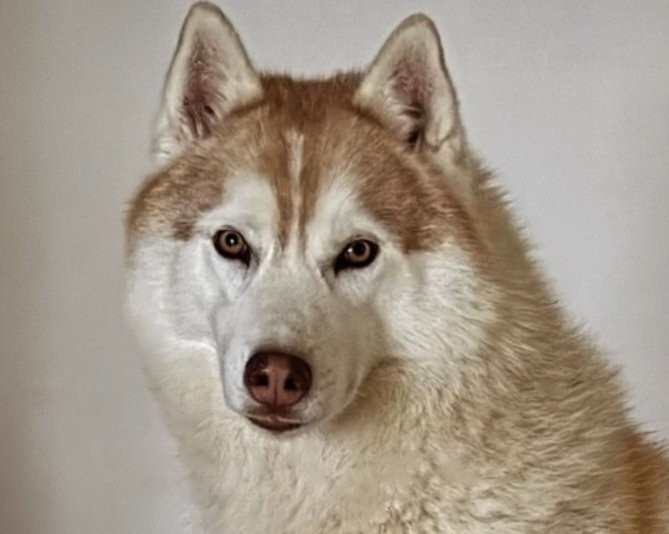 Alcateia Das Neves Tango