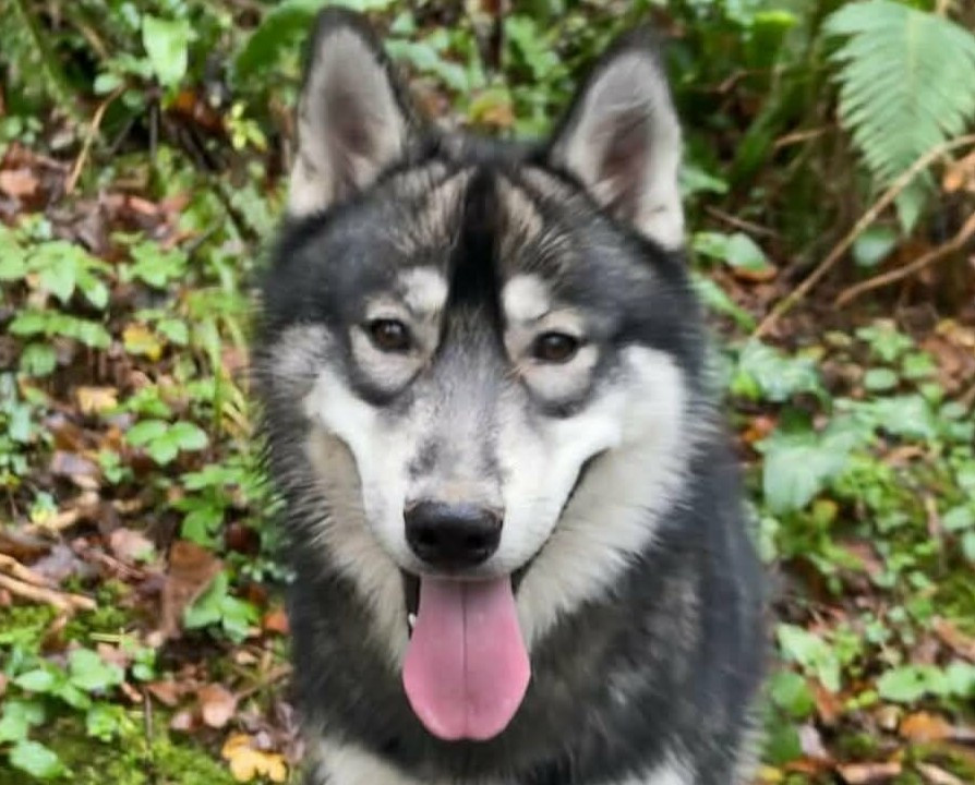 Alcateia Das Neves Ulk