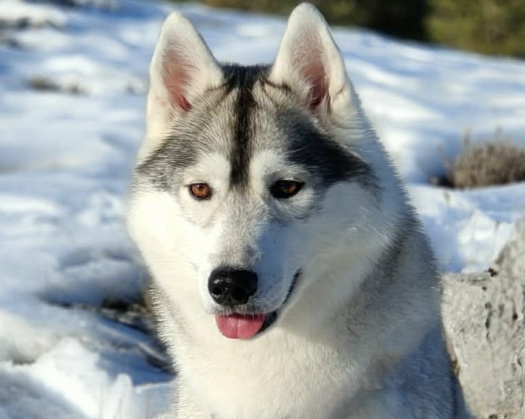 Alcateia Das Neves Umbrella