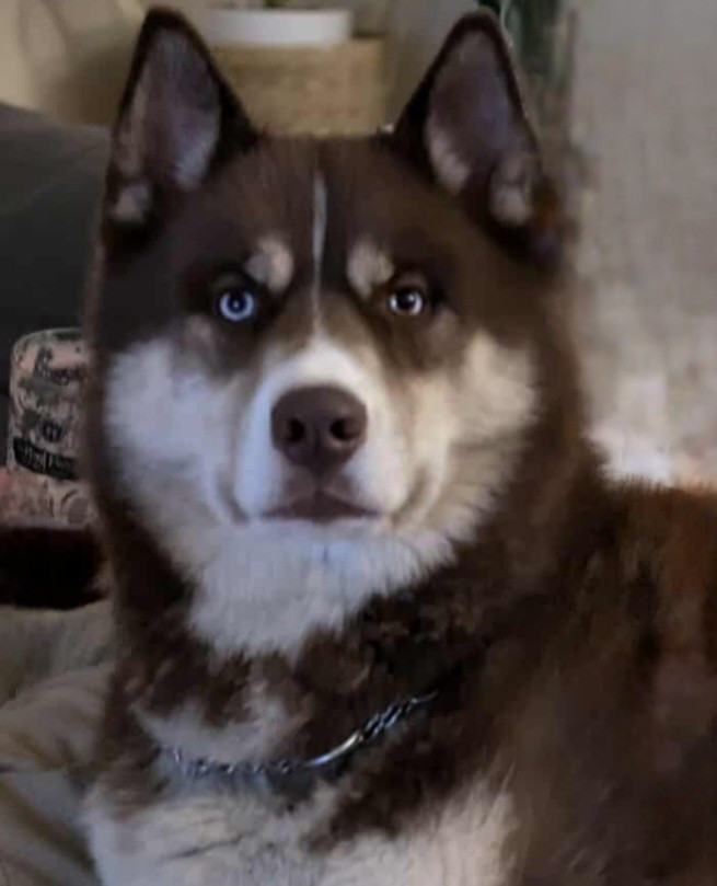 Alcateia Das Neves Urios