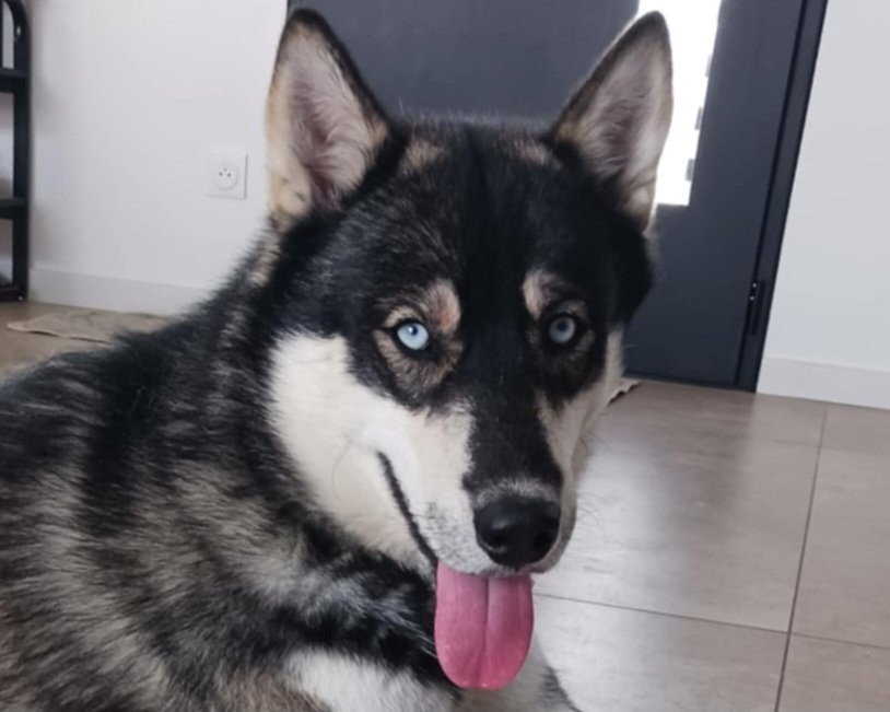 Alcateia Das Neves Vaiko