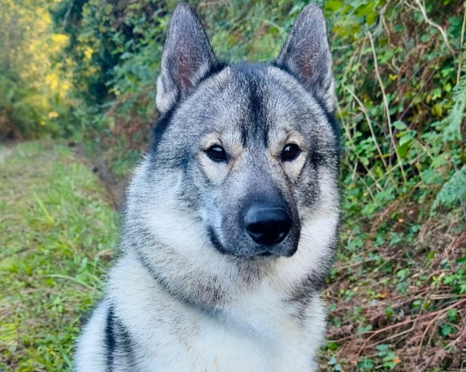 Alcateia Das Neves Uzko