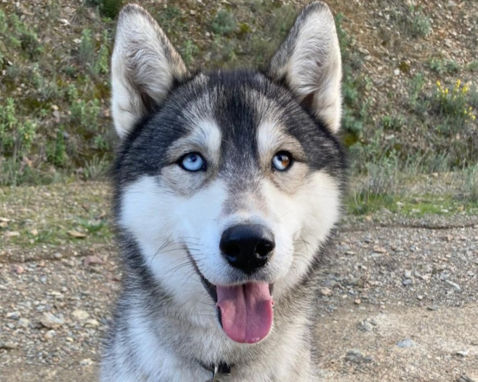 Alcateia Das Neves V'athena