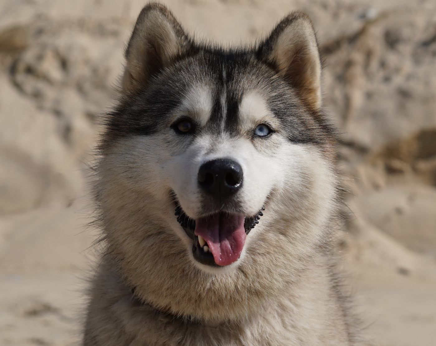 Alcateia Das Neves Umay