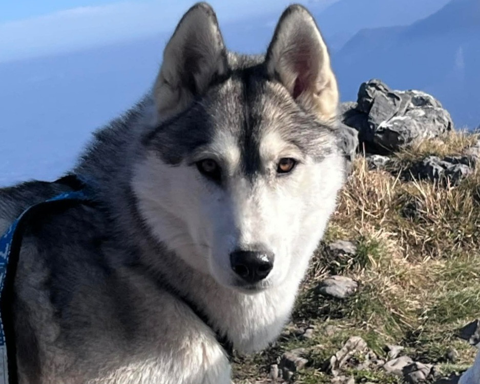 Alcateia Das Neves U'vaia