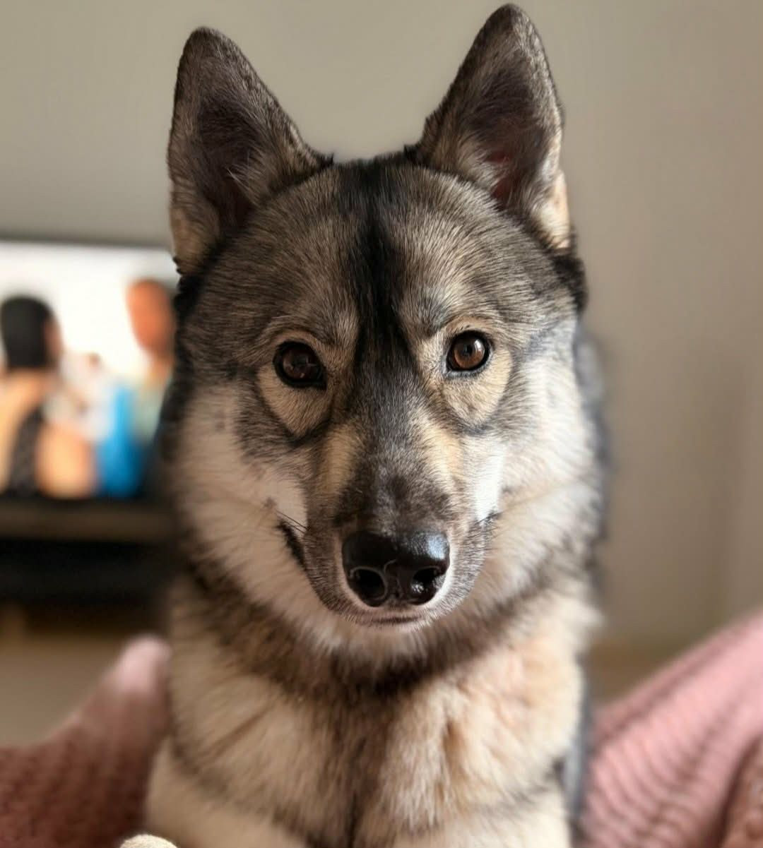 Alcateia Das Neves V'akira