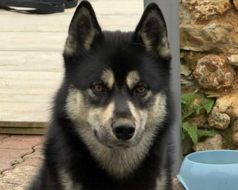 Alcateia Das Neves V'tsuki