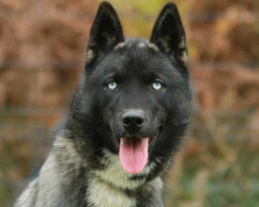 Alcateia Das Neves Astra