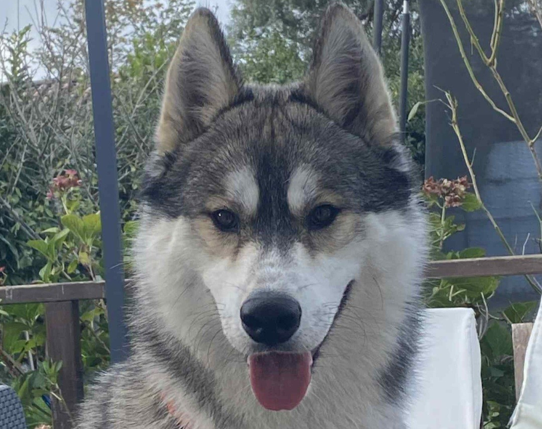 Alcateia Das Neves Atlas