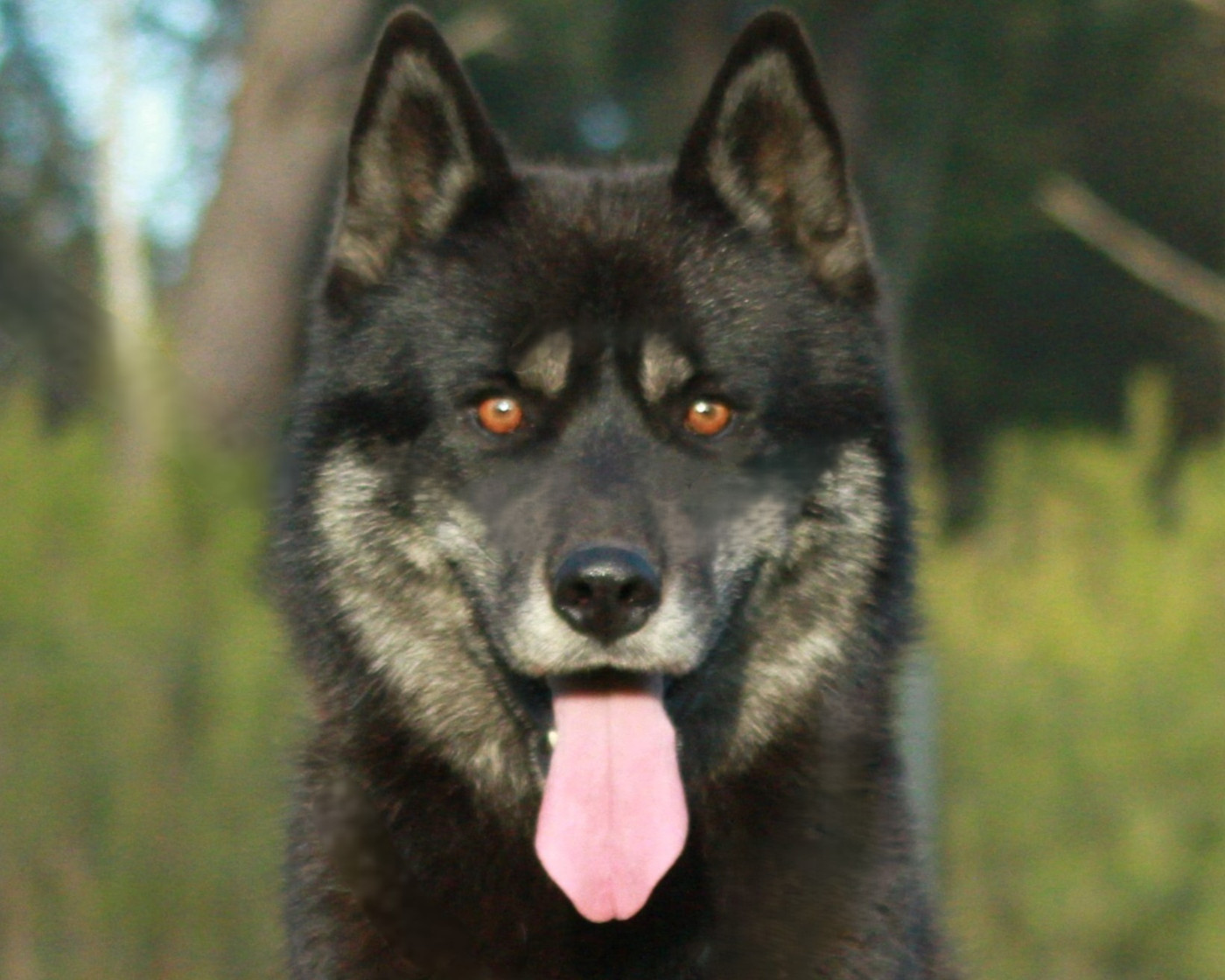 Pirate jack sparrow taun forest