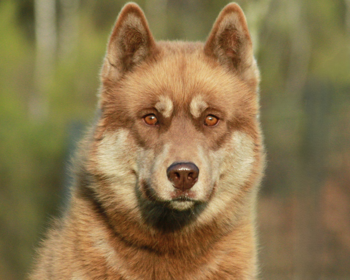 Alcateia Das Neves Jacob